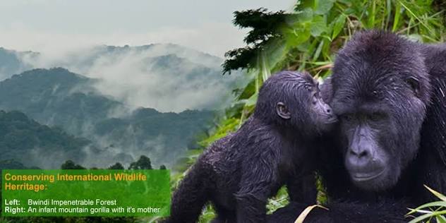 bwindi